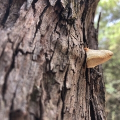 Unidentified Fungus at Deua National Park - 6 Oct 2019 by Jubeyjubes