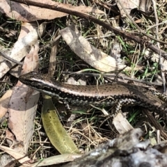 Eulamprus heatwolei (Yellow-bellied Water Skink) at Deua National Park - 6 Oct 2019 by Jubeyjubes