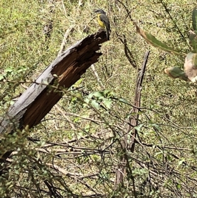 Eopsaltria australis (Eastern Yellow Robin) at Deua National Park - 6 Oct 2019 by Jubeyjubes
