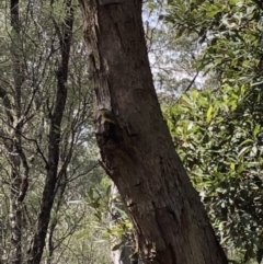 Eopsaltria australis at Deua, NSW - 6 Oct 2019 12:28 PM