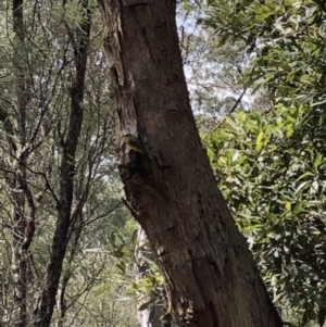 Eopsaltria australis at Deua, NSW - 6 Oct 2019