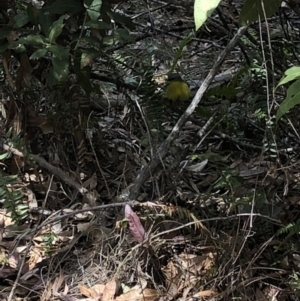 Eopsaltria australis at Deua, NSW - 6 Oct 2019 12:28 PM