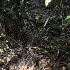 Eopsaltria australis at Deua, NSW - 6 Oct 2019