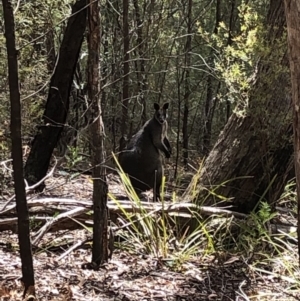 Wallabia bicolor at Deua, NSW - 6 Oct 2019 12:23 PM