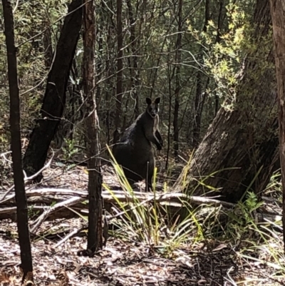 Wallabia bicolor (Swamp Wallaby) at Deua National Park - 6 Oct 2019 by Jubeyjubes