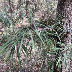 Lomatia myricoides (River Lomatia) at Deua National Park - 6 Oct 2019 by Jubeyjubes