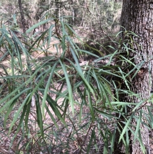 Lomatia myricoides at Deua, NSW - 6 Oct 2019 12:05 PM