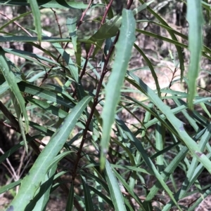 Lomatia myricoides at Deua, NSW - 6 Oct 2019 12:05 PM