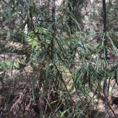 Lomatia myricoides at Deua, NSW - 6 Oct 2019 12:05 PM