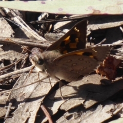 Trapezites phigalia (Heath Ochre) at Black Mountain - 7 Oct 2019 by Christine