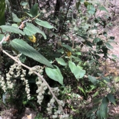 Pomaderris aspera (Hazel Pomaderris) at Deua, NSW - 6 Oct 2019 by Jubeyjubes