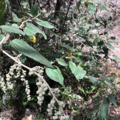 Pomaderris aspera (Hazel Pomaderris) at Deua National Park - 6 Oct 2019 by Jubeyjubes