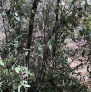 Pomaderris aspera at Deua, NSW - 6 Oct 2019 12:00 PM