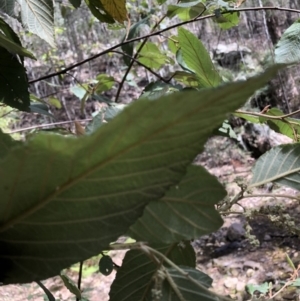 Pomaderris aspera at Deua, NSW - 6 Oct 2019