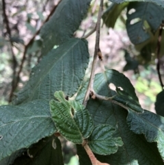 Pomaderris aspera at Deua, NSW - 6 Oct 2019