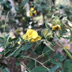 Goodia lotifolia (Golden Tip) at Deua National Park - 6 Oct 2019 by Jubeyjubes