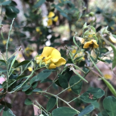 Goodia lotifolia (Golden Tip) at Deua National Park - 6 Oct 2019 by Jubeyjubes
