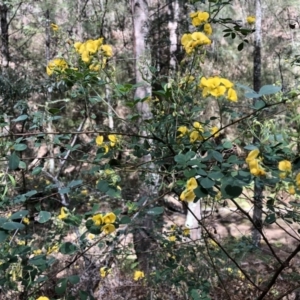 Goodia lotifolia at Deua, NSW - 6 Oct 2019 11:48 AM