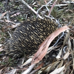 Tachyglossus aculeatus (Short-beaked Echidna) at Jinden, NSW - 5 Oct 2019 by Jubeyjubes