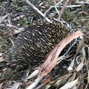 Tachyglossus aculeatus at Jinden, NSW - 5 Oct 2019 12:35 PM