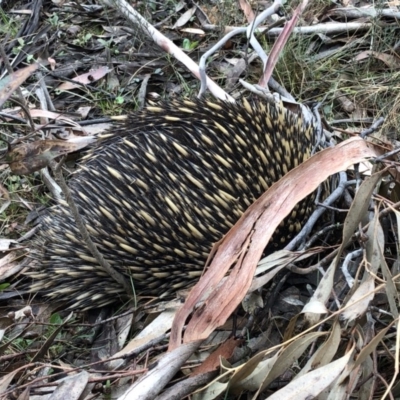 Tachyglossus aculeatus (Short-beaked Echidna) at Jinden, NSW - 5 Oct 2019 by Jubeyjubes