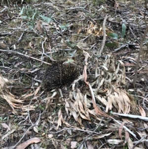 Tachyglossus aculeatus at Jinden, NSW - 5 Oct 2019