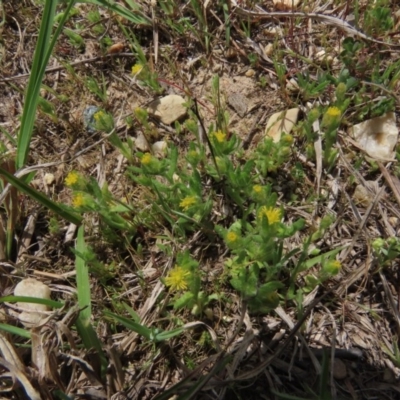 Triptilodiscus pygmaeus (Annual Daisy) at Hall, ACT - 5 Oct 2019 by AndrewZelnik