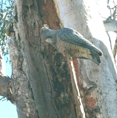 Callocephalon fimbriatum (Gang-gang Cockatoo) at GG40 - 7 Oct 2019 by KL