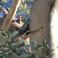 Callocephalon fimbriatum (Gang-gang Cockatoo) at GG55 - 7 Oct 2019 by KL