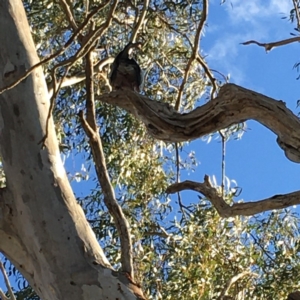 Callocephalon fimbriatum at Deakin, ACT - 7 Oct 2019