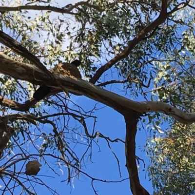 Corcorax melanorhamphos (White-winged Chough) at Deakin, ACT - 7 Oct 2019 by KL