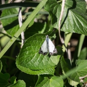 Belenois java at Murrumbateman, NSW - 7 Oct 2019 03:49 PM