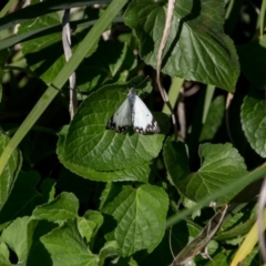 Belenois java at Murrumbateman, NSW - 7 Oct 2019 03:49 PM