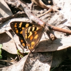 Argynnina cyrila (Forest brown, Cyril's brown) at Tidbinbilla Nature Reserve - 7 Oct 2019 by SWishart