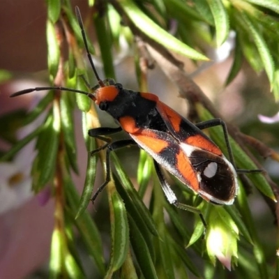 Melanerythrus mactans (A seed bug) at Murrumbateman, NSW - 7 Oct 2019 by HarveyPerkins