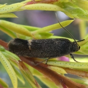 Leistomorpha brontoscopa at Murrumbateman, NSW - 7 Oct 2019