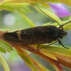 Leistomorpha brontoscopa at Murrumbateman, NSW - 7 Oct 2019 03:00 PM