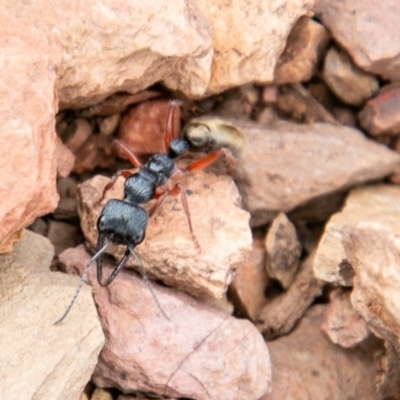 Myrmecia fulvipes (Red-legged Toothless bull ant) at Mount Clear, ACT - 27 Sep 2019 by SWishart