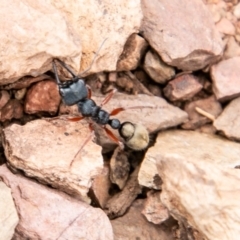 Myrmecia fulvipes at Mount Clear, ACT - 27 Sep 2019 02:31 PM