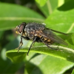 Calliphora sp. (genus) (Unidentified blowfly) at Murrumbateman, NSW - 7 Oct 2019 by HarveyPerkins