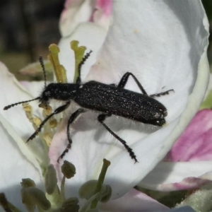 Eleale aspera at Murrumbateman, NSW - 7 Oct 2019