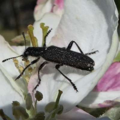Eleale aspera (Clerid beetle) at Murrumbateman, NSW - 7 Oct 2019 by HarveyPerkins