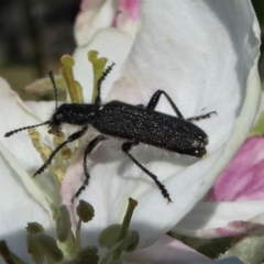 Eleale aspera (Clerid beetle) at Murrumbateman, NSW - 7 Oct 2019 by HarveyPerkins