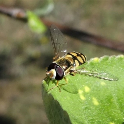 Simosyrphus grandicornis (Common hover fly) at Murrumbateman, NSW - 7 Oct 2019 by HarveyPerkins