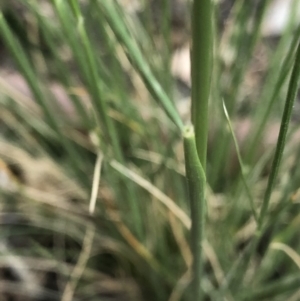 Austrostipa scabra subsp. falcata at Aranda, ACT - 7 Oct 2019