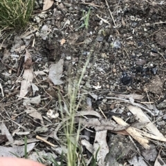 Austrostipa scabra subsp. falcata at Aranda, ACT - 7 Oct 2019