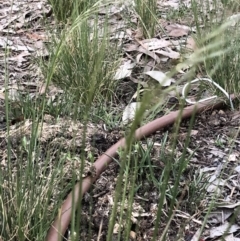 Austrostipa scabra subsp. falcata at Aranda, ACT - 7 Oct 2019