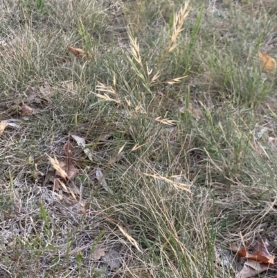 Bromus catharticus (Prairie Grass) at Fowles St. Woodland, Weston - 7 Oct 2019 by AliceH