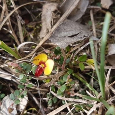 Bossiaea buxifolia (Matted Bossiaea) at Gundaroo, NSW - 6 Oct 2019 by Gunyijan