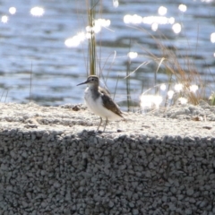 Actitis hypoleucos (Common Sandpiper) at Tuggeranong Creek to Monash Grassland - 7 Oct 2019 by RodDeb